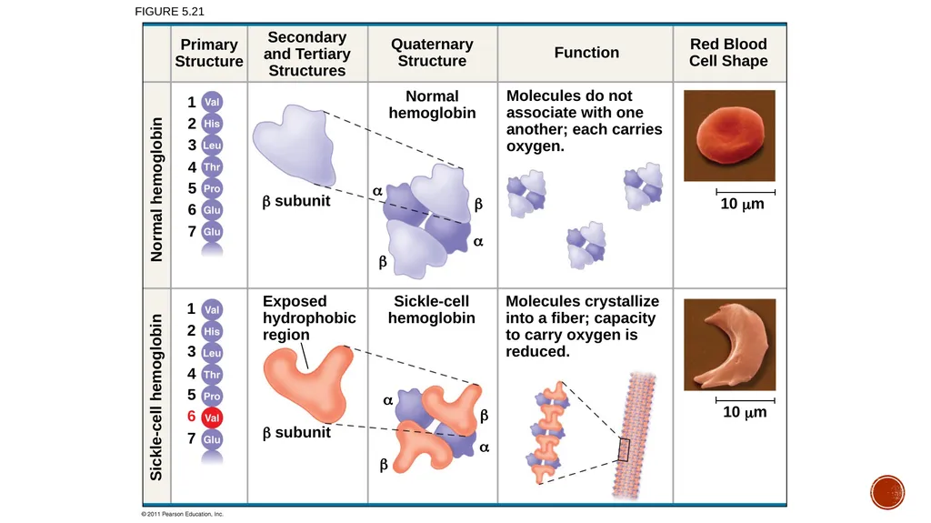 Macromolecules AP Biology 2018 Overview: The - slide 64 of 91