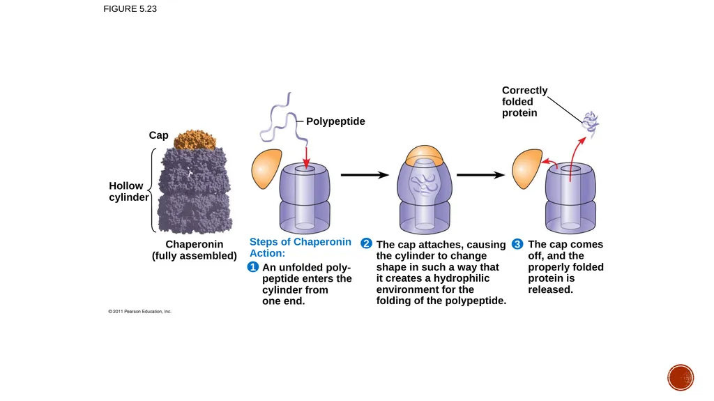 Macromolecules AP Biology 2018 Overview: The - slide 68 of 91