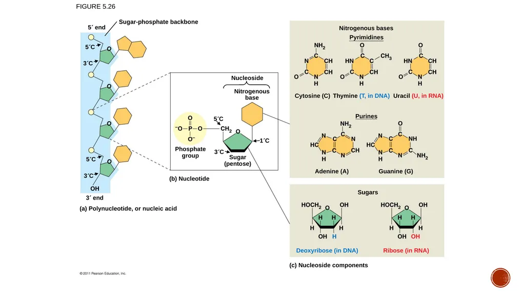 Macromolecules AP Biology 2018 Overview: The - slide 75 of 91