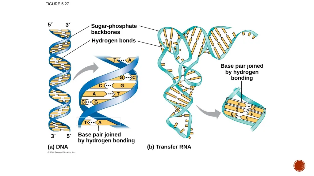 Macromolecules AP Biology 2018 Overview: The - slide 80 of 91