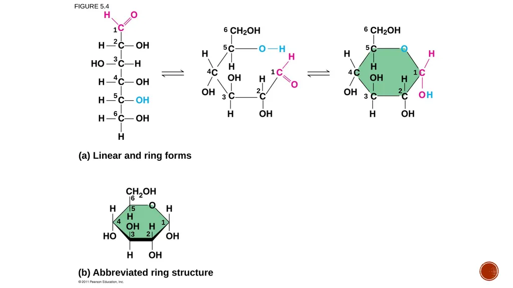 Macromolecules AP Biology 2018 Overview: The - slide 10 of 91