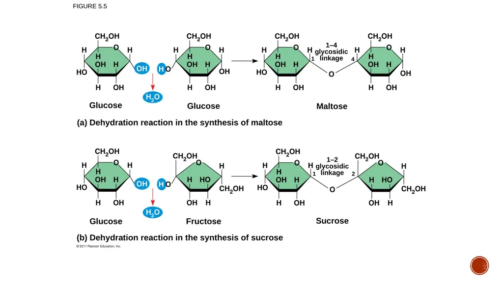 Macromolecules AP Biology 2018 Overview: The - slide 12 of 91