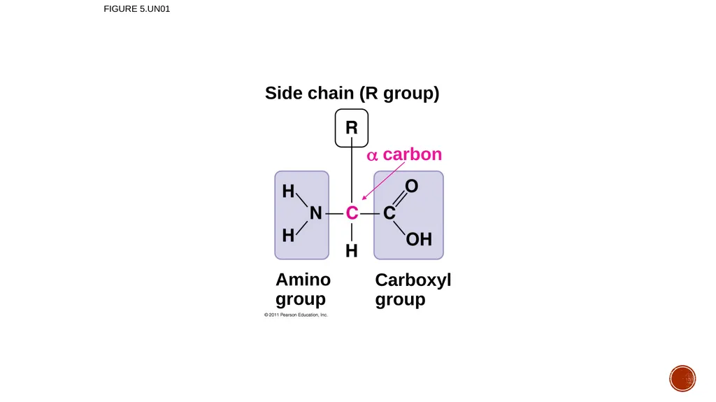Macromolecules AP Biology 2018 Overview: The - slide 46 of 91