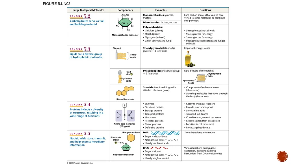 Macromolecules AP Biology 2018 Overview: The - slide 83 of 91