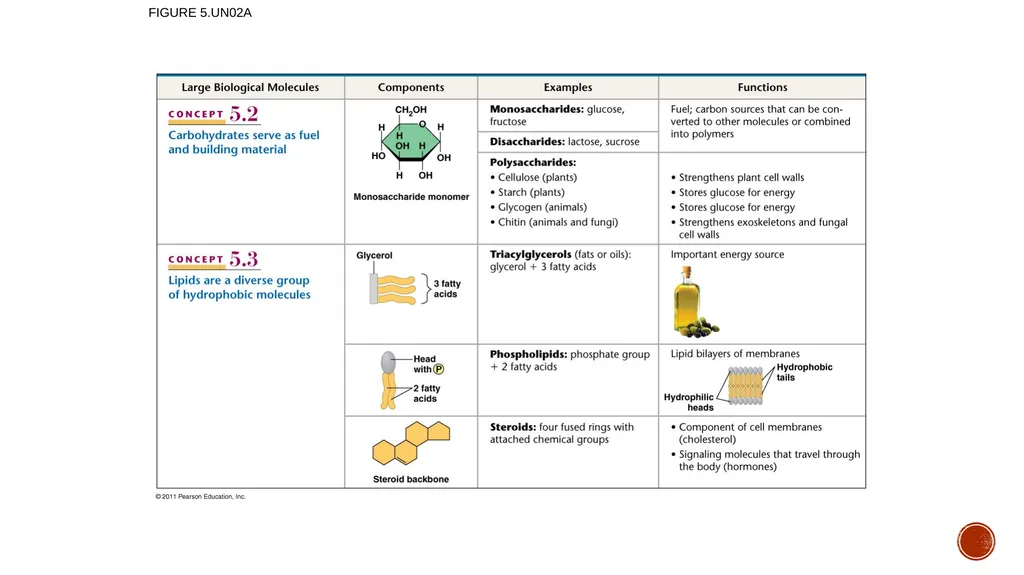 Macromolecules AP Biology 2018 Overview: The - slide 84 of 91