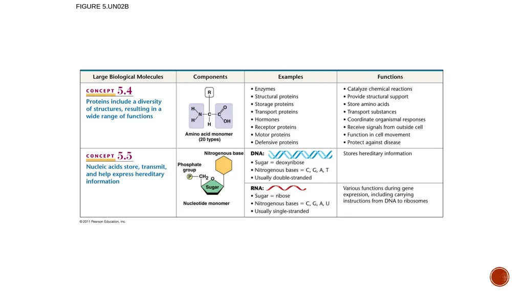 Macromolecules AP Biology 2018 Overview: The - slide 85 of 91