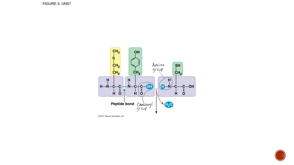 Macromolecules AP Biology 2018 Overview: The - slide 86 of 91
