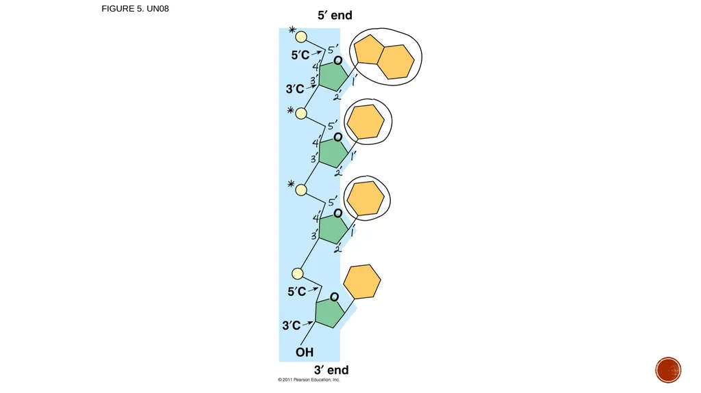 Macromolecules AP Biology 2018 Overview: The - slide 87 of 91