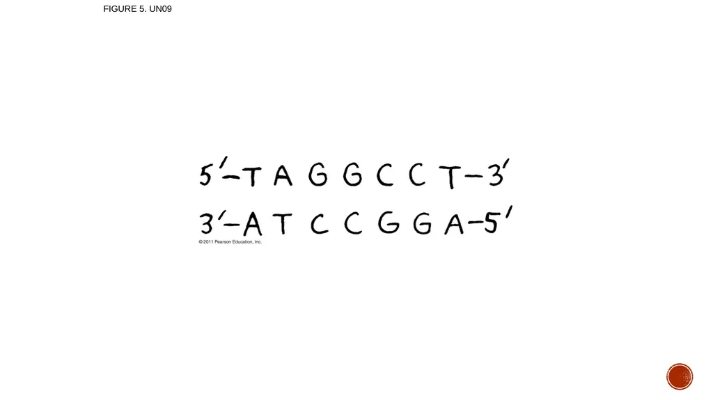 Macromolecules AP Biology 2018 Overview: The - slide 88 of 91