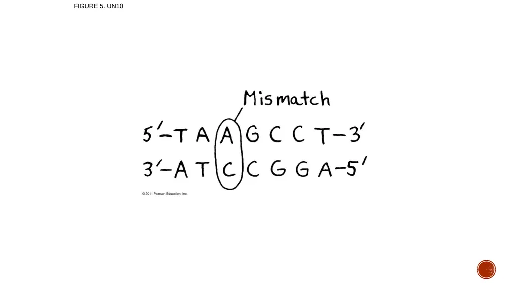 Macromolecules AP Biology 2018 Overview: The - slide 89 of 91
