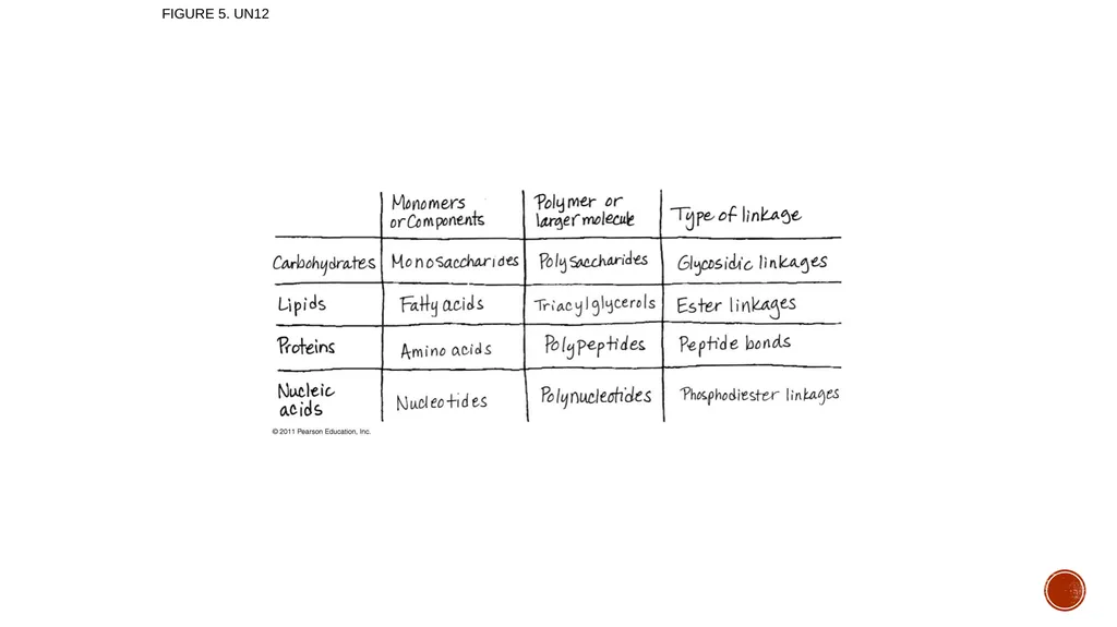 Macromolecules AP Biology 2018 Overview: The - slide 90 of 91