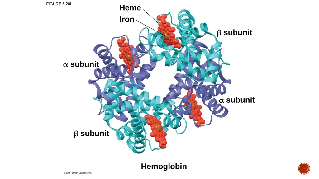 Macromolecules AP Biology 2018 Overview: The - slide 62 of 91