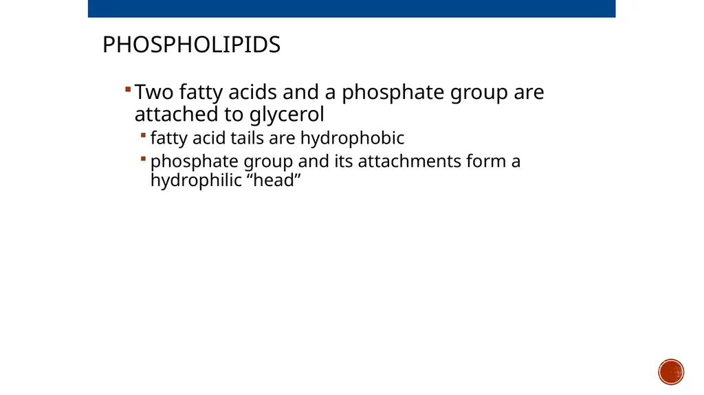 Macromolecules AP Biology 2018 Overview: The - slide 34 of 91