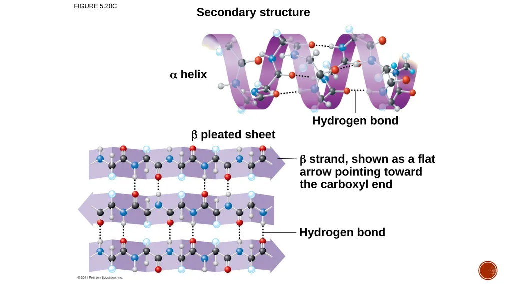 Macromolecules AP Biology 2018 Overview: The - slide 58 of 91