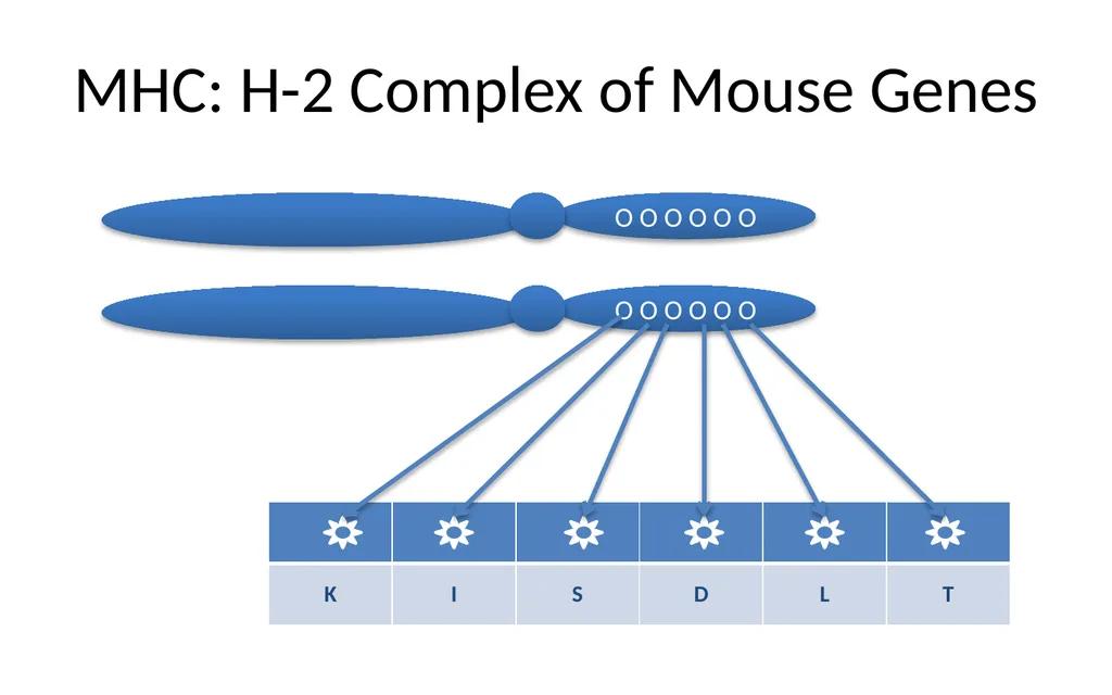 MHC Major Histocompatibility Complex Unit III - slide 17 of 19