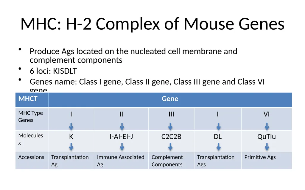 MHC Major Histocompatibility Complex Unit III - slide 18 of 19