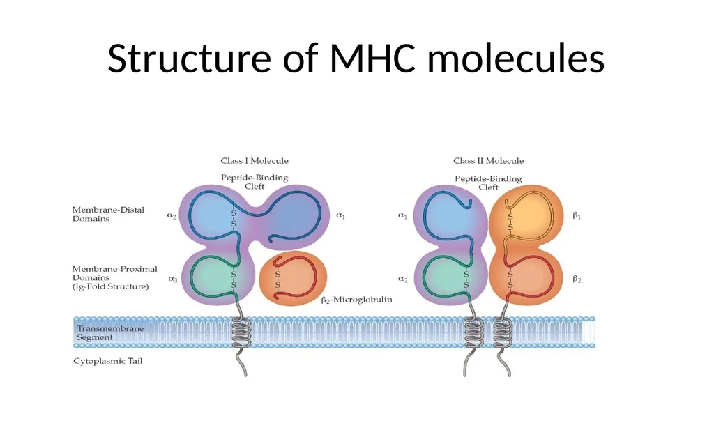 MHC Major Histocompatibility Complex Unit III - slide 5 of 19