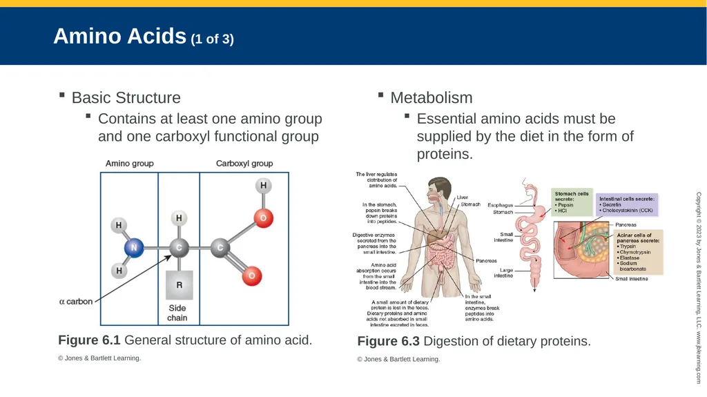 CHAPTER 6 Proteins and Heme Derivatives Learning - slide 4 of 27