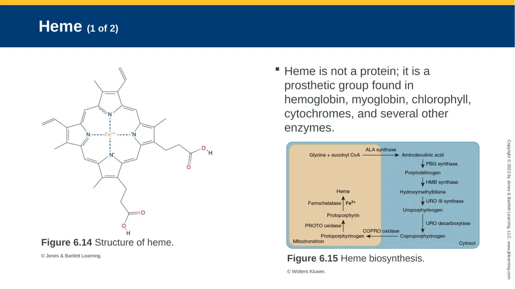 CHAPTER 6 Proteins and Heme Derivatives Learning - slide 25 of 27