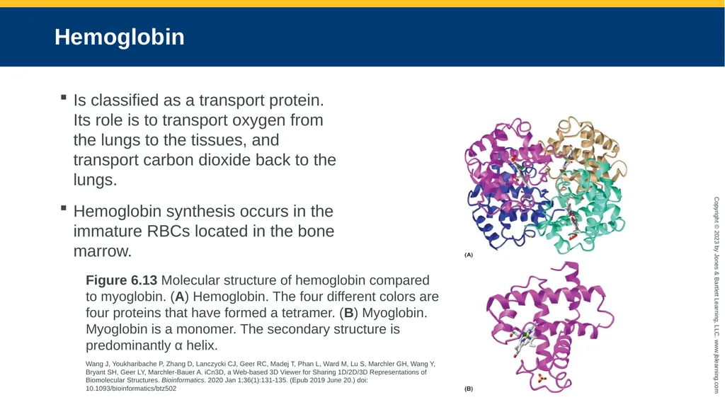 CHAPTER 6 Proteins and Heme Derivatives Learning - slide 23 of 27