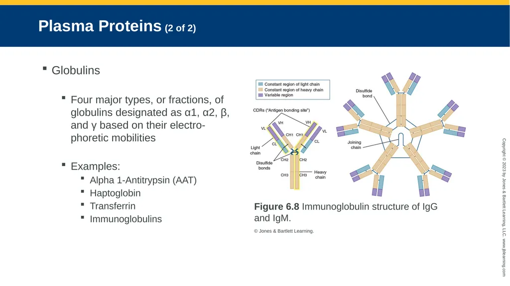 CHAPTER 6 Proteins and Heme Derivatives Learning - slide 13 of 27