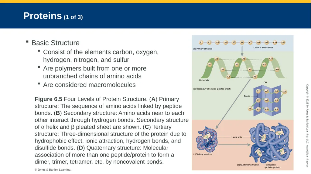 CHAPTER 6 Proteins and Heme Derivatives Learning - slide 9 of 27