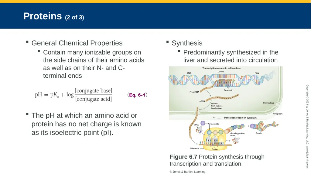 CHAPTER 6 Proteins and Heme Derivatives Learning - slide 10 of 27