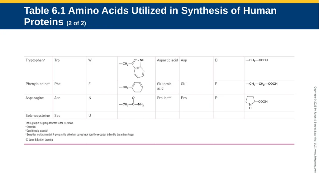CHAPTER 6 Proteins and Heme Derivatives Learning - slide 7 of 27