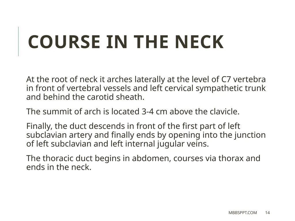 THORACIC DUCT BY MBBSPPT.COM The thoracic duct is - slide 14 of 26