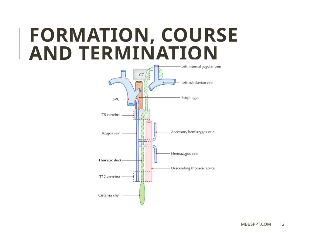 THORACIC DUCT BY MBBSPPT.COM The thoracic duct is - slide 12 of 26