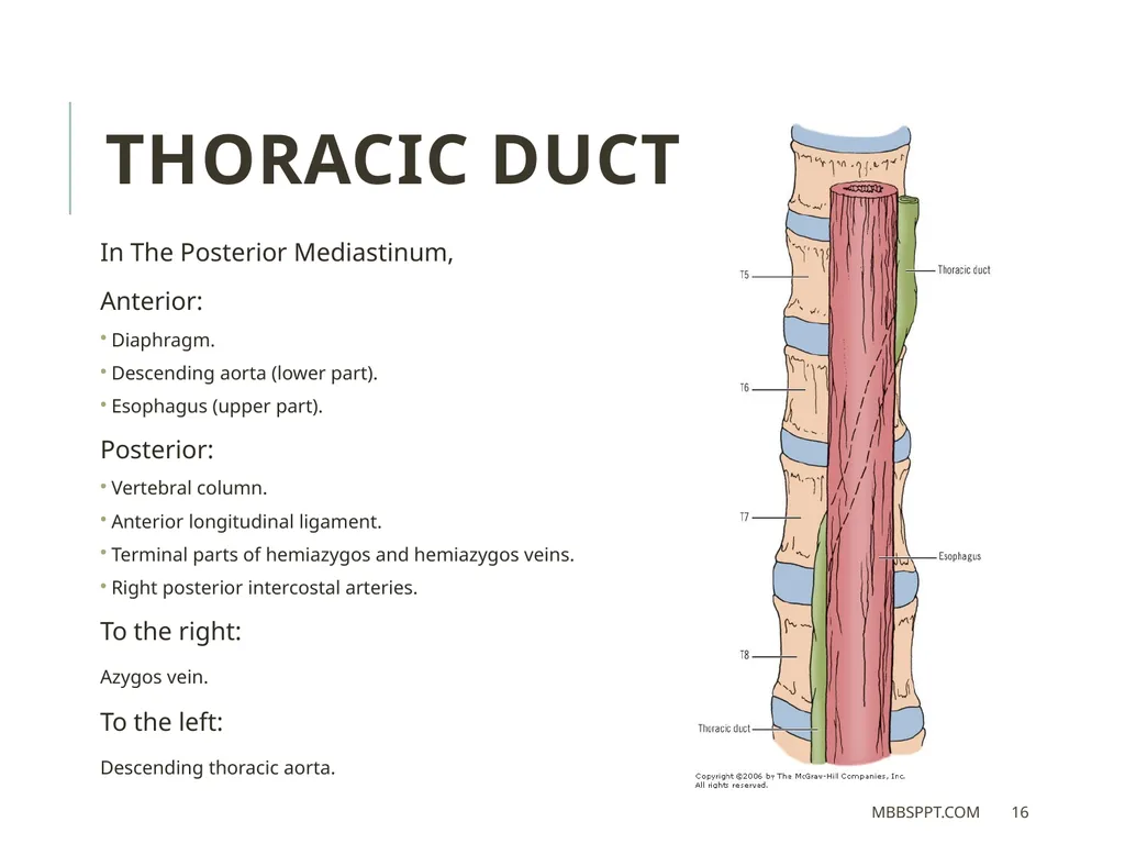 THORACIC DUCT BY MBBSPPT.COM The thoracic duct is - slide 16 of 26