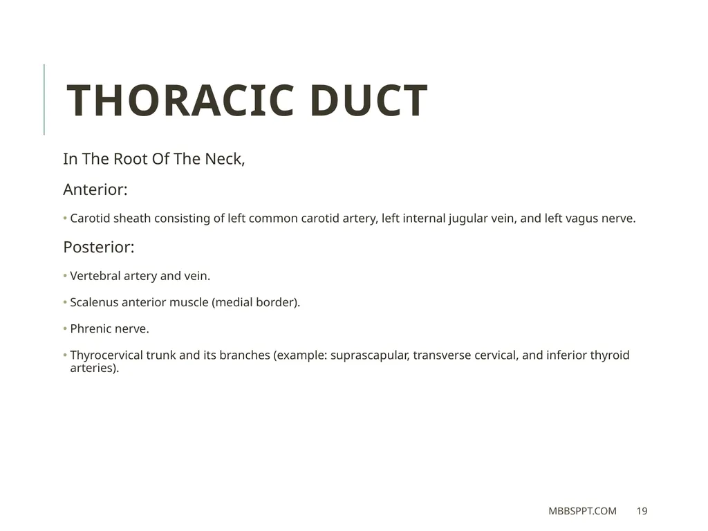 THORACIC DUCT BY MBBSPPT.COM The thoracic duct is - slide 19 of 26