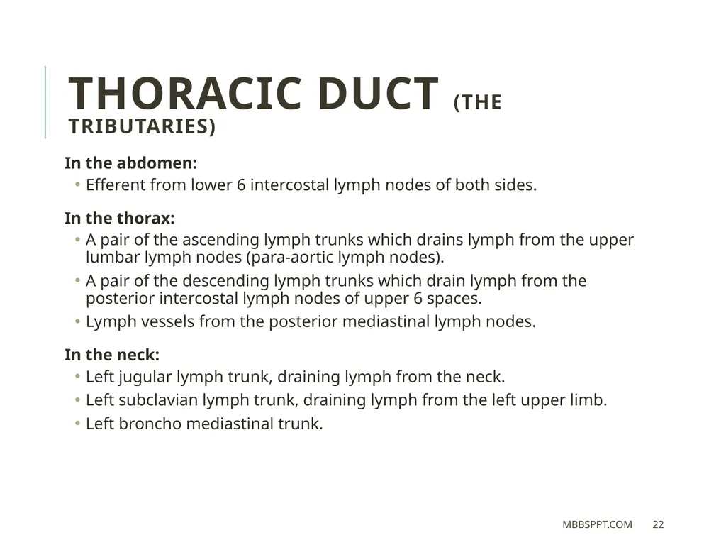 THORACIC DUCT BY MBBSPPT.COM The thoracic duct is - slide 22 of 26
