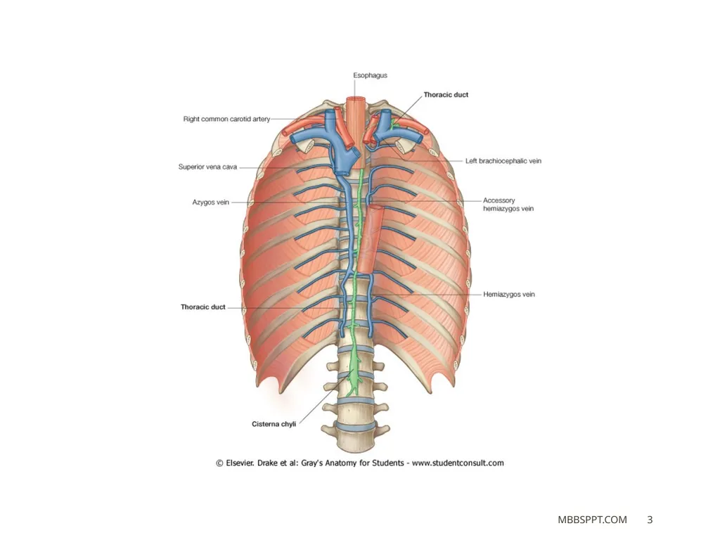 THORACIC DUCT BY MBBSPPT.COM The thoracic duct is - slide 3 of 26