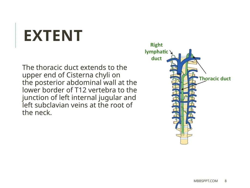 THORACIC DUCT BY MBBSPPT.COM The thoracic duct is - slide 8 of 26