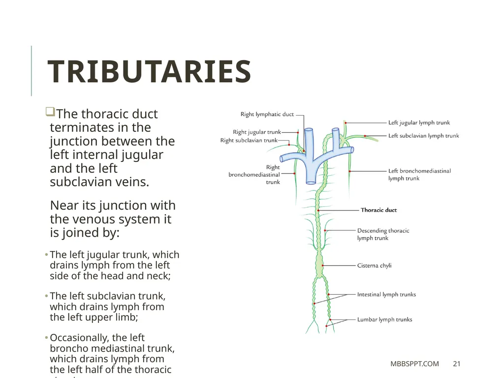 THORACIC DUCT BY MBBSPPT.COM The thoracic duct is - slide 21 of 26