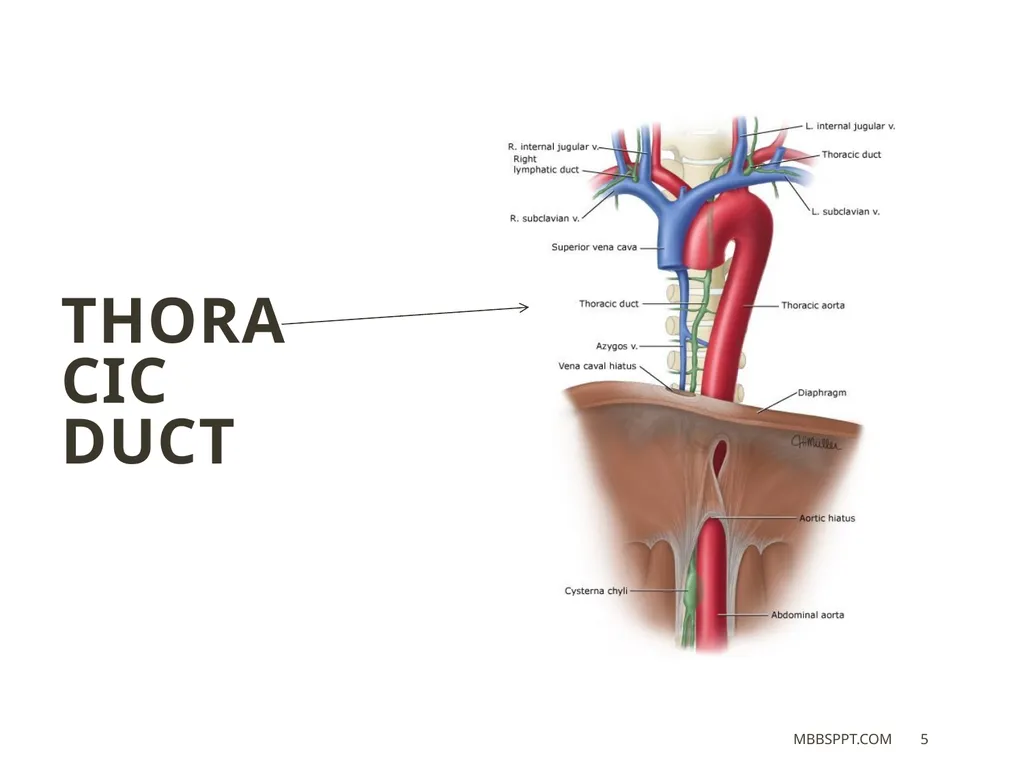 THORACIC DUCT BY MBBSPPT.COM The thoracic duct is - slide 5 of 26