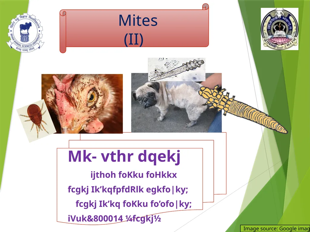 Image source: Google image Mites (II) Mk- vthr - slide 1 of 20