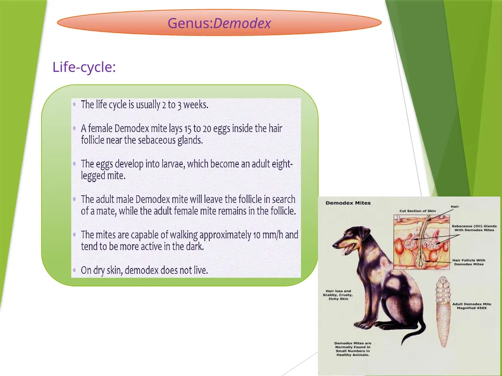 Image source: Google image Mites (II) Mk- vthr - slide 7 of 20