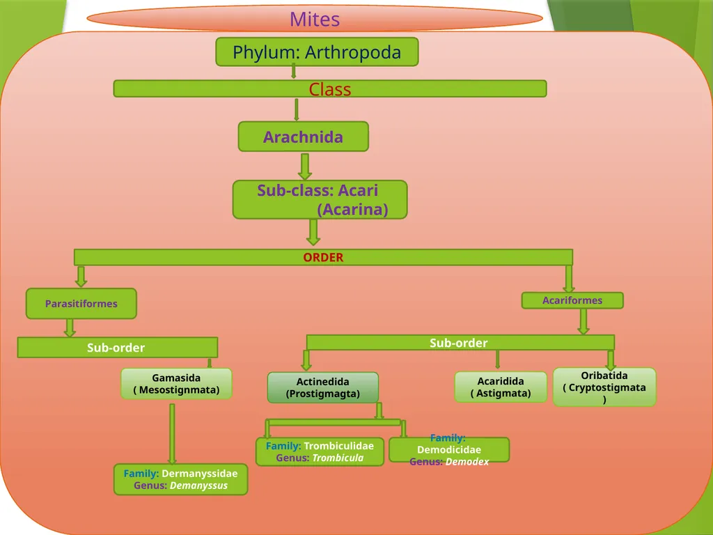Image source: Google image Mites (II) Mk- vthr - slide 2 of 20