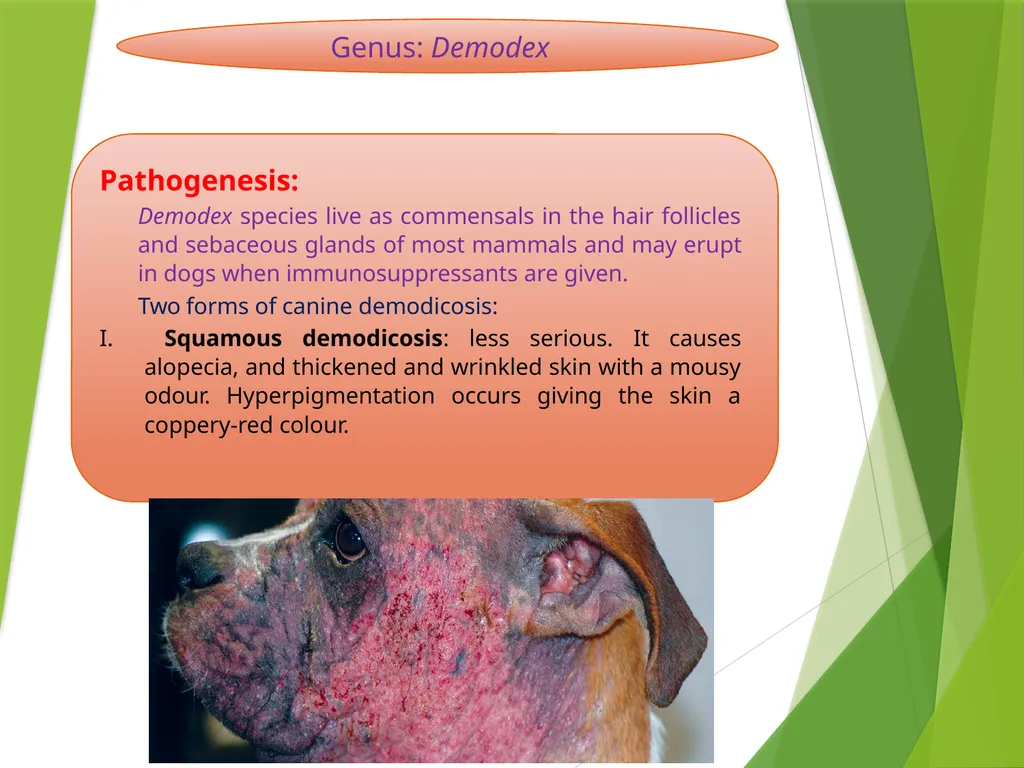 Image source: Google image Mites (II) Mk- vthr - slide 8 of 20