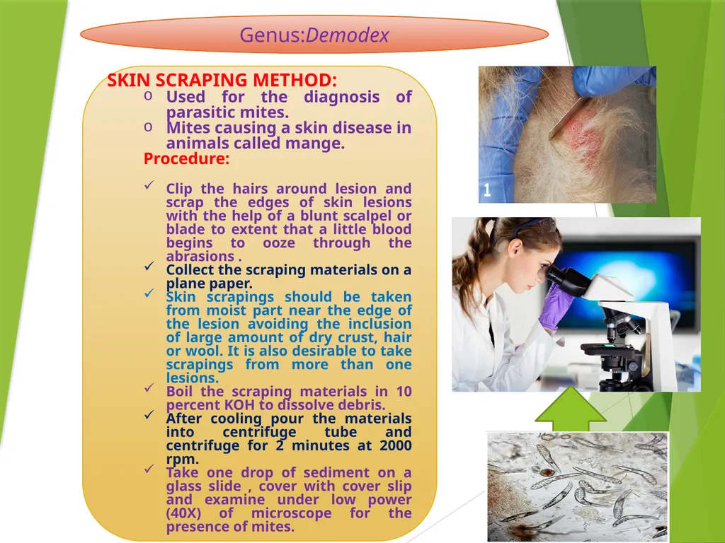 Image source: Google image Mites (II) Mk- vthr - slide 13 of 20