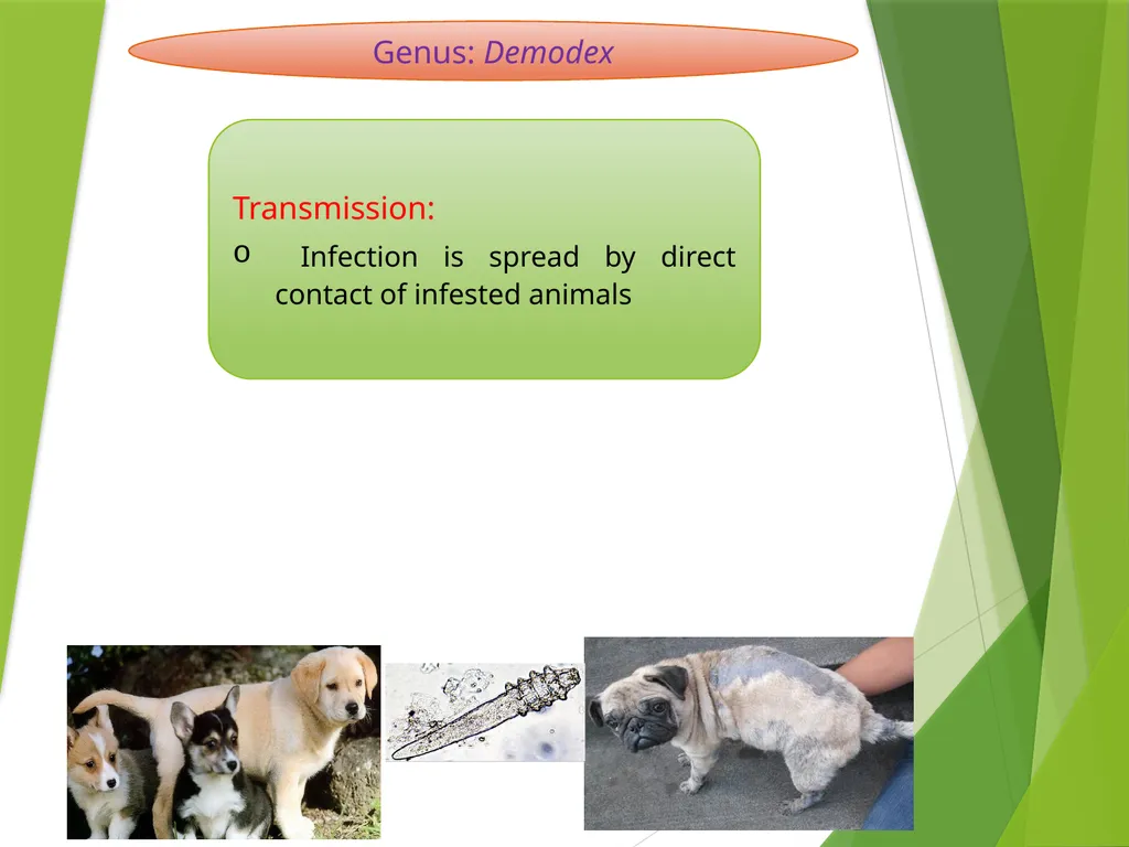 Image source: Google image Mites (II) Mk- vthr - slide 5 of 20