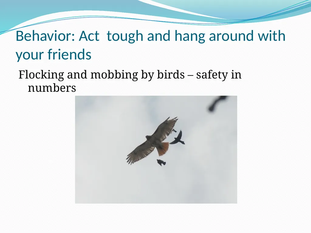 Species Interactions Chapter 8, Sections 2 - slide 20 of 37