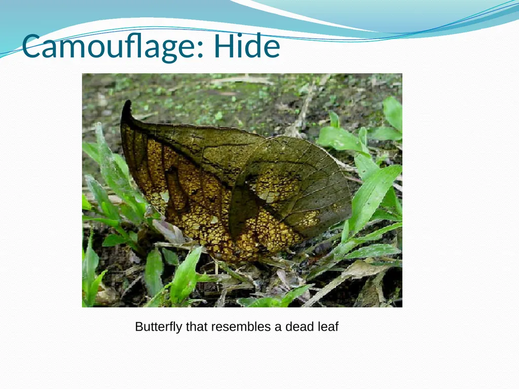 Species Interactions Chapter 8, Sections 2 - slide 18 of 37
