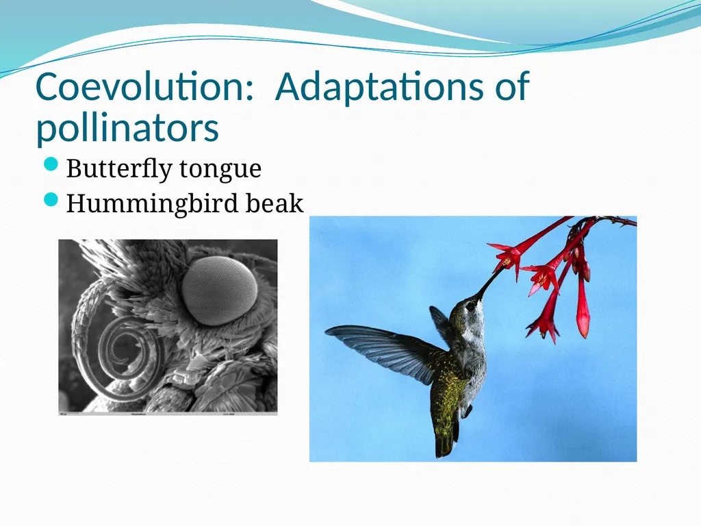 Species Interactions Chapter 8, Sections 2 - slide 36 of 37