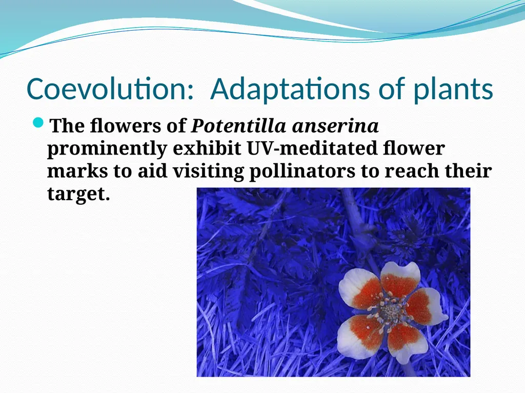 Species Interactions Chapter 8, Sections 2 - slide 37 of 37