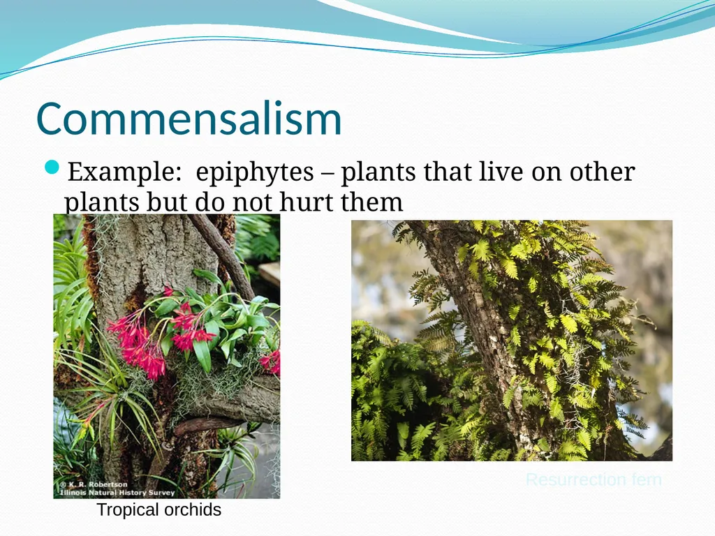 Species Interactions Chapter 8, Sections 2 - slide 34 of 37