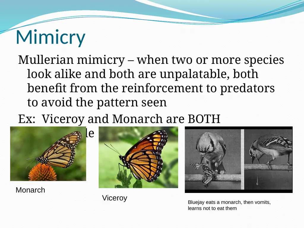 Species Interactions Chapter 8, Sections 2 - slide 22 of 37