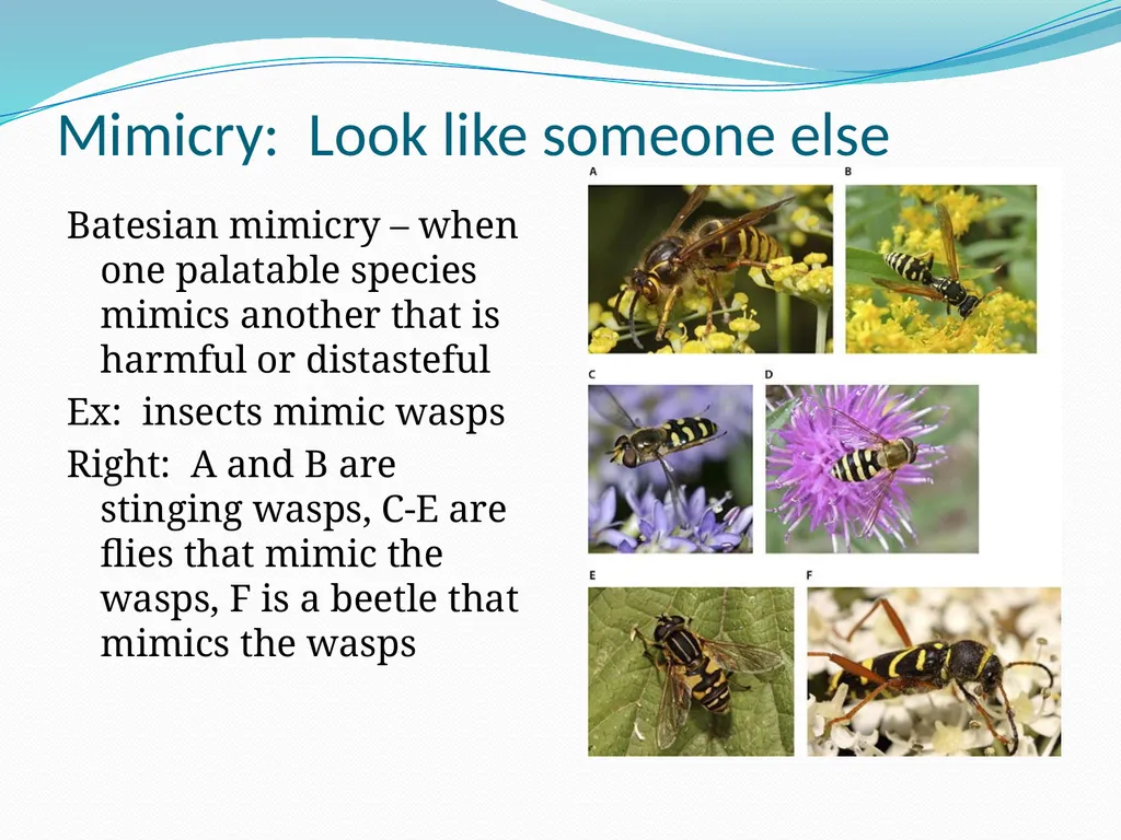 Species Interactions Chapter 8, Sections 2 - slide 21 of 37